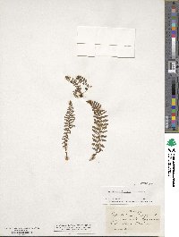 Dryopteris fragrans image