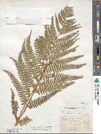 Dryopteris filix-mas image