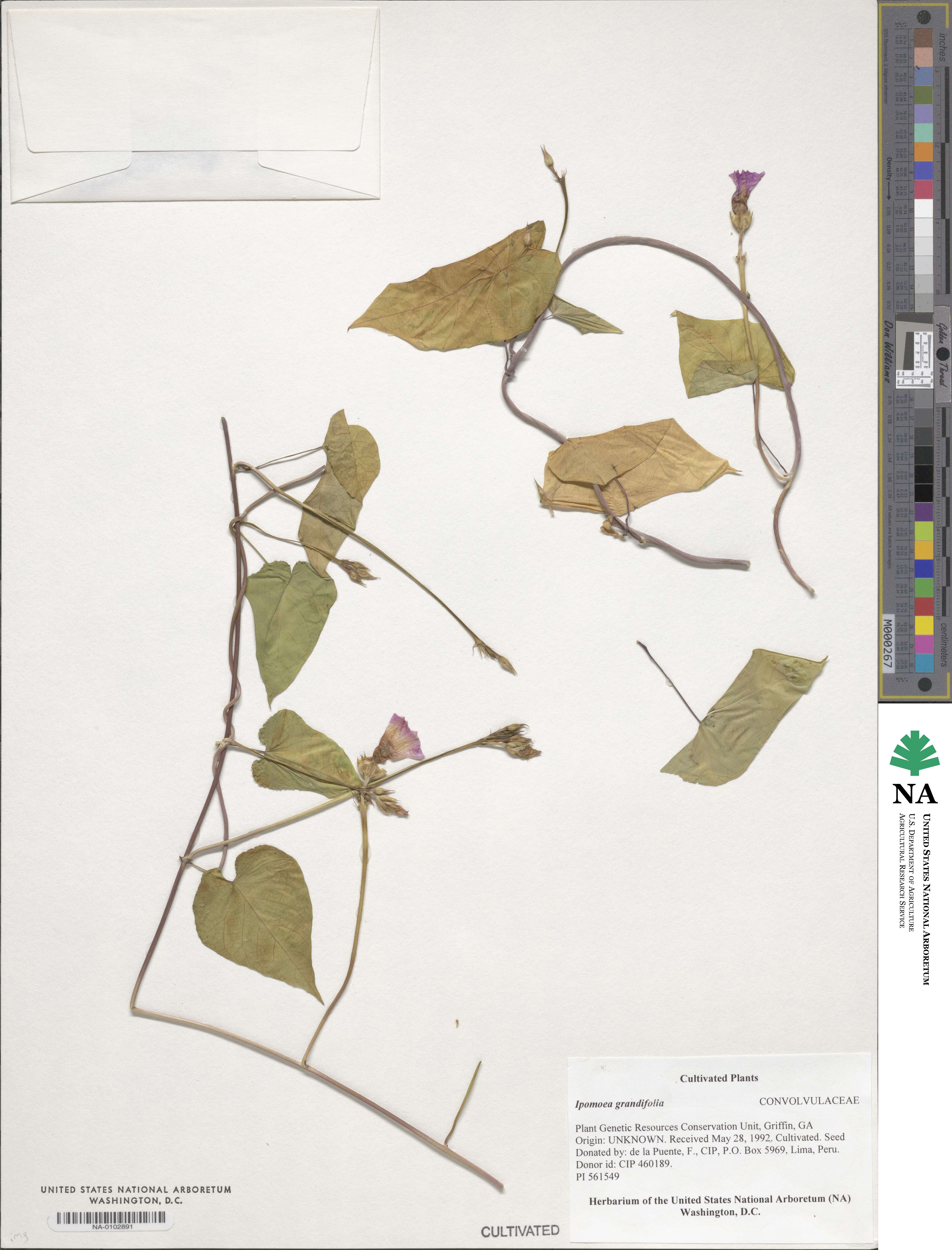 Ipomoea tiliifolia image