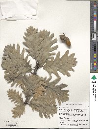 Quercus macranthera image