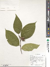 Stewartia ovata image