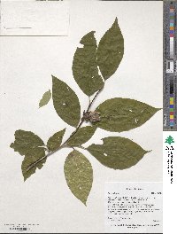 Stewartia ovata image