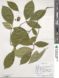 Stewartia ovata image