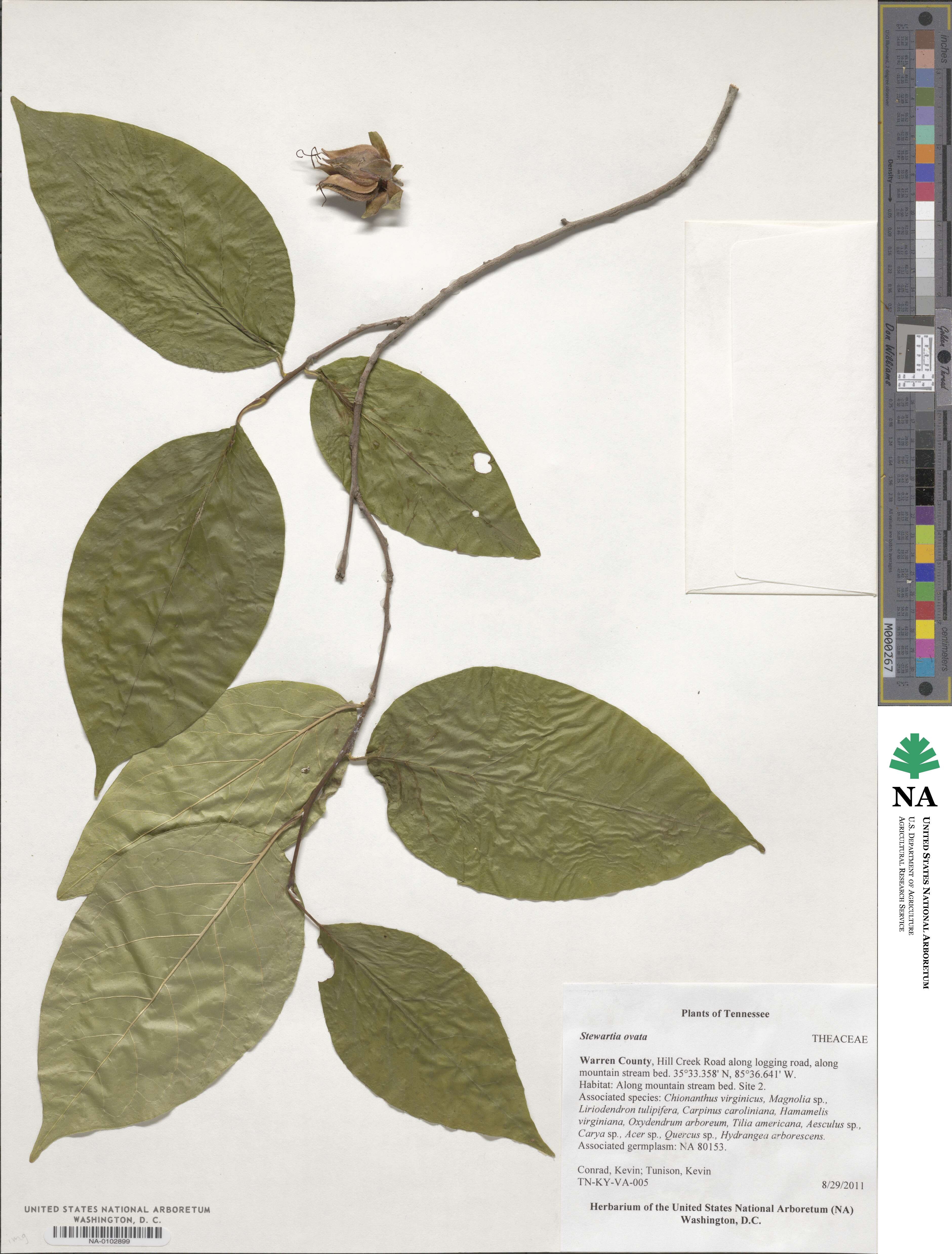 Stewartia ovata image