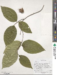 Stewartia ovata image