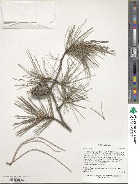 Pinus echinata image