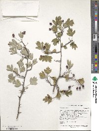 Crataegus caucasica image