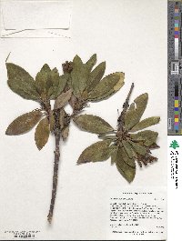 Rhododendron caucasicum image