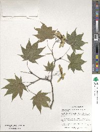 Acer palmatum var. amoenum image