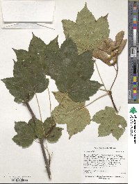 Acer sosnowskyi image