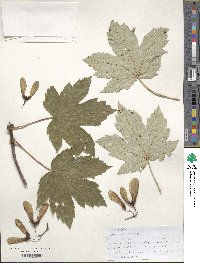 Acer heldreichii subsp. trautvetteri image