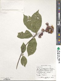 Euonymus latifolius image