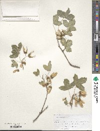 Acer monspessulanum image