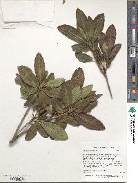 Rhododendron luteum image