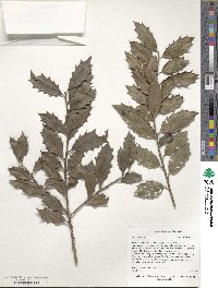 Ilex colchica image