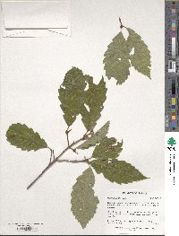 Quercus serrata image