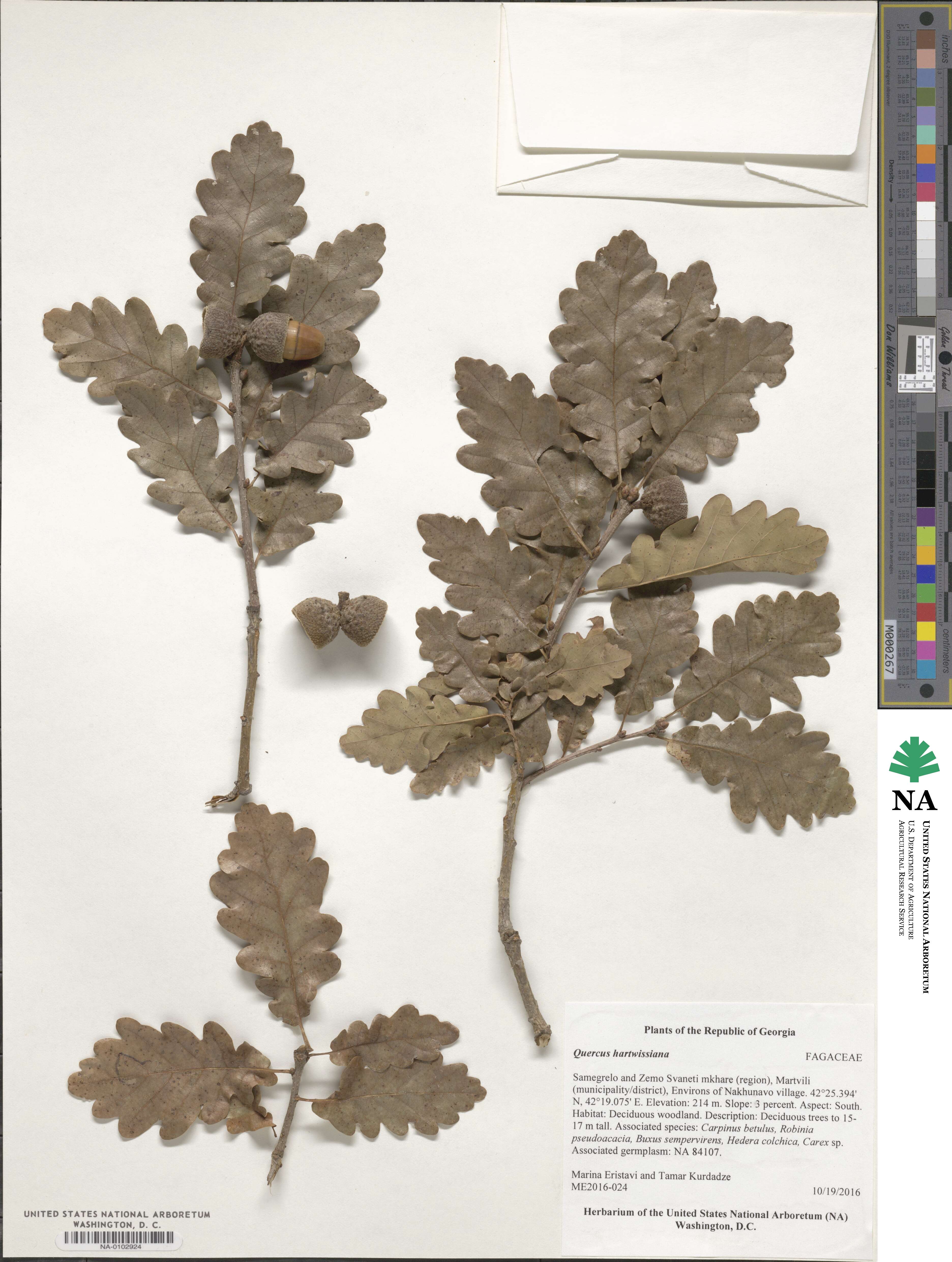 Quercus hartwissiana image