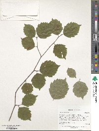 Sorbus alnifolia image