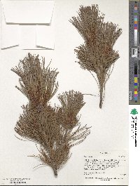 Pinus pumila image