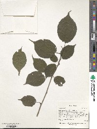 Prunus maackii image