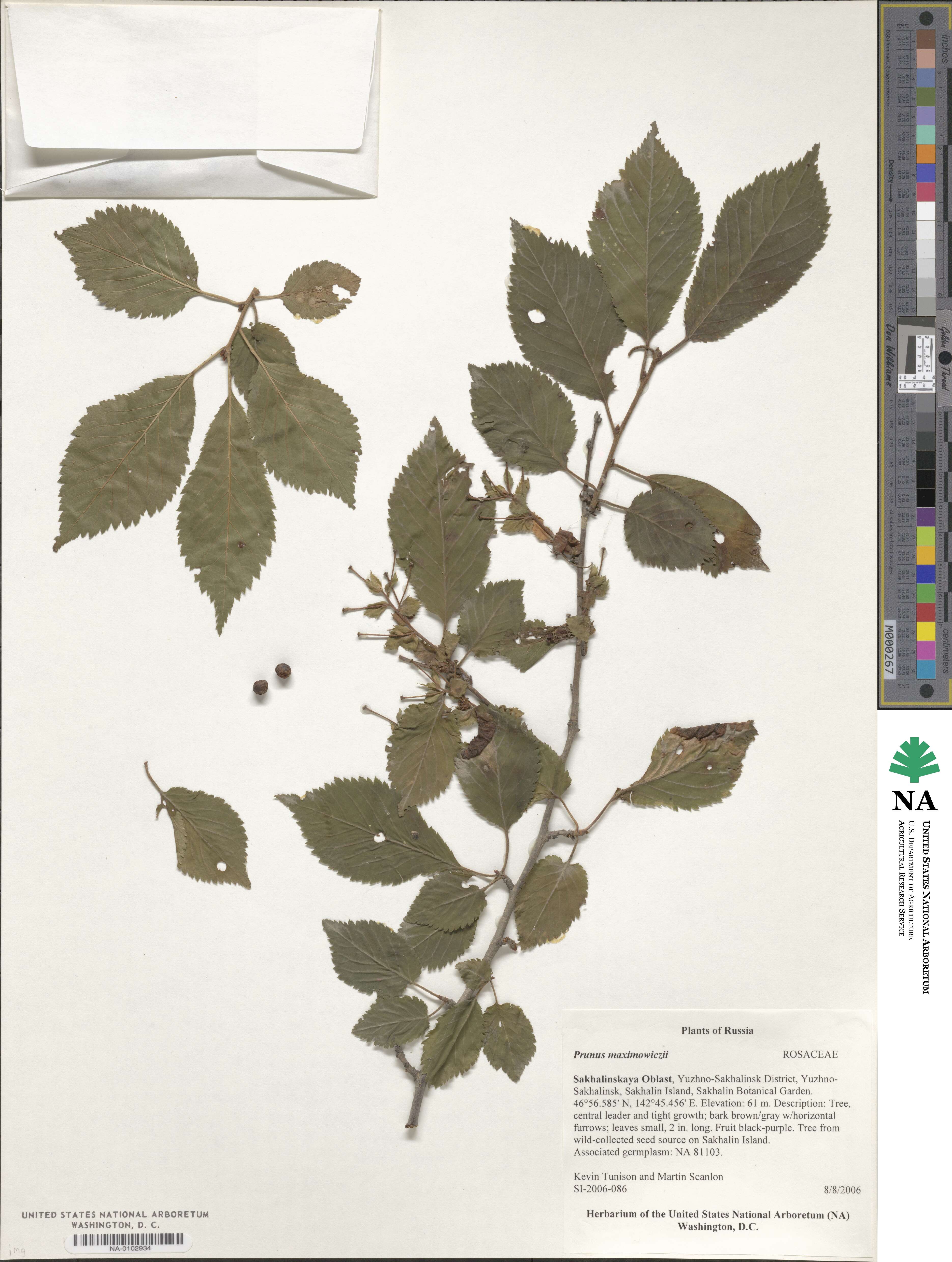 Prunus maximowiczii image