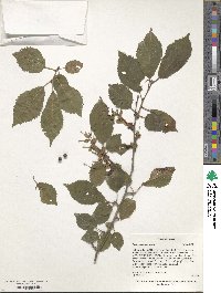 Prunus maximowiczii image