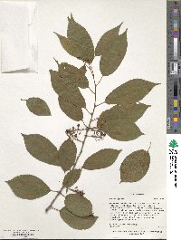 Prunus nipponica image