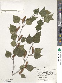Betula pendula image