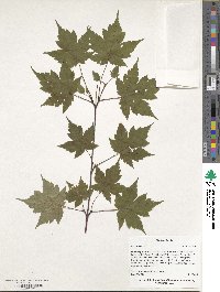 Acer komarovii image