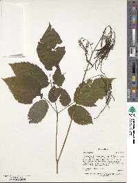 Aruncus dioicus image