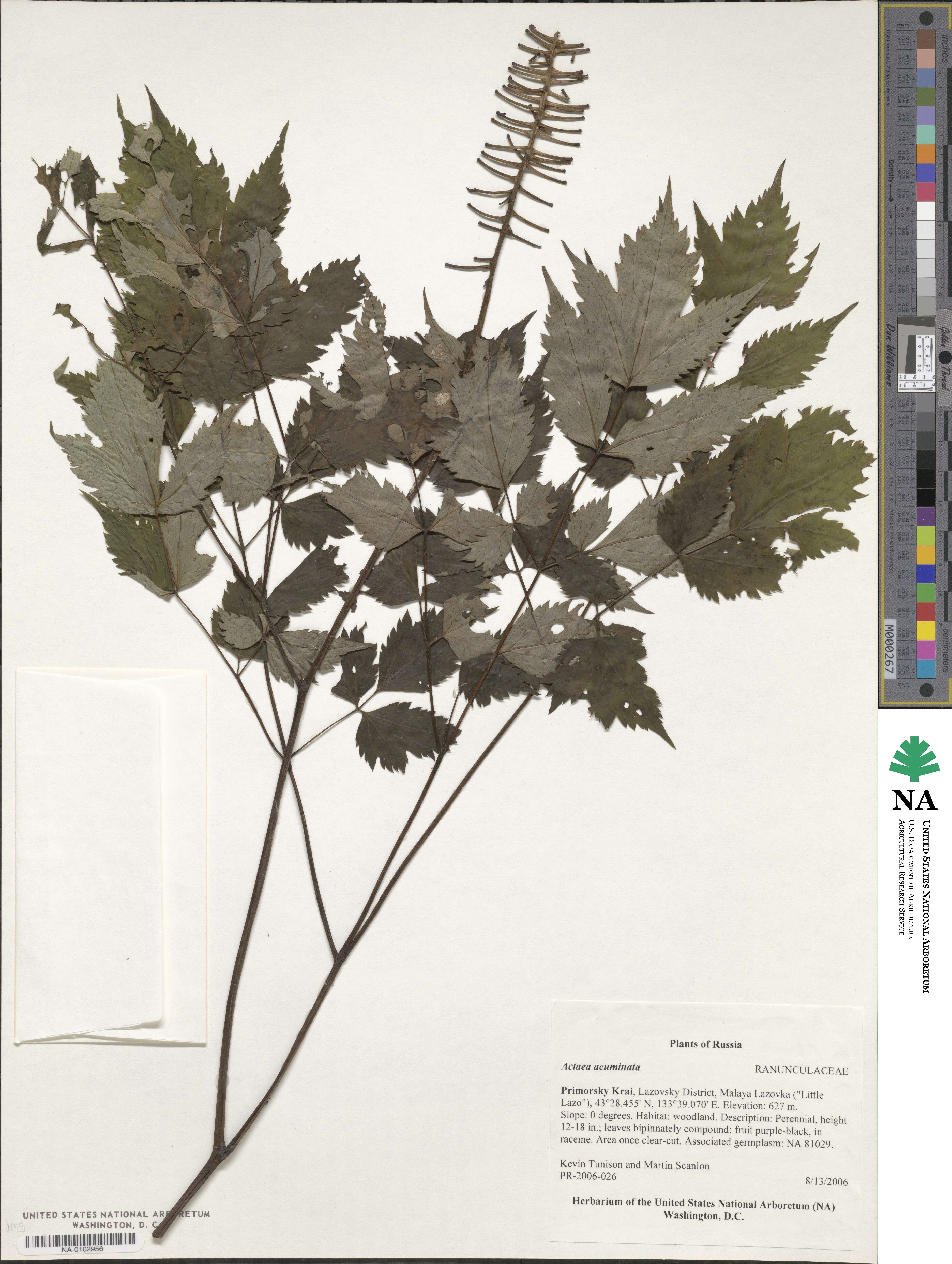 Actaea spicata image