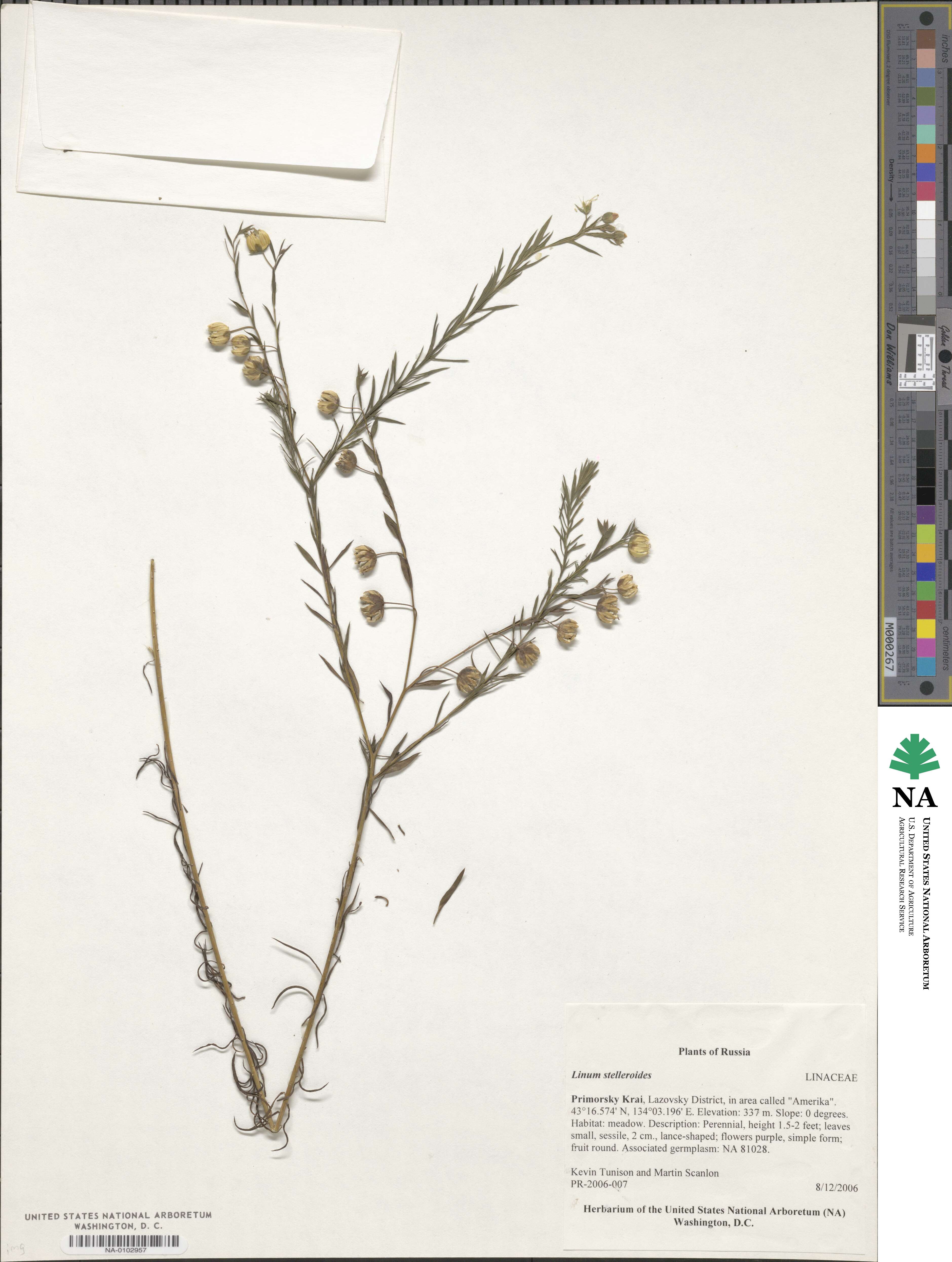 Linum stelleroides image