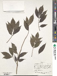 Sambucus sibirica image