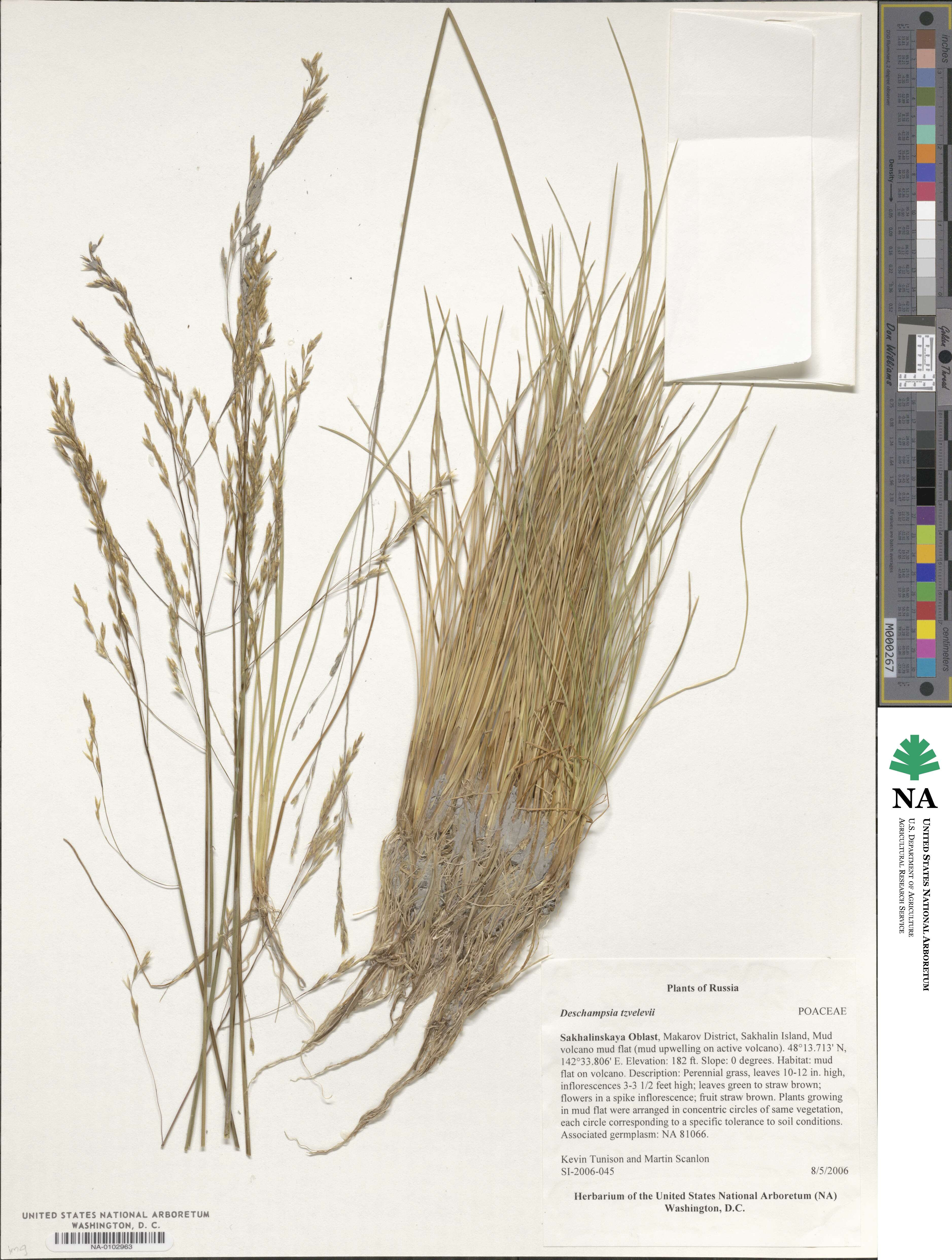 Deschampsia cespitosa image