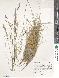 Deschampsia cespitosa subsp. cespitosa image