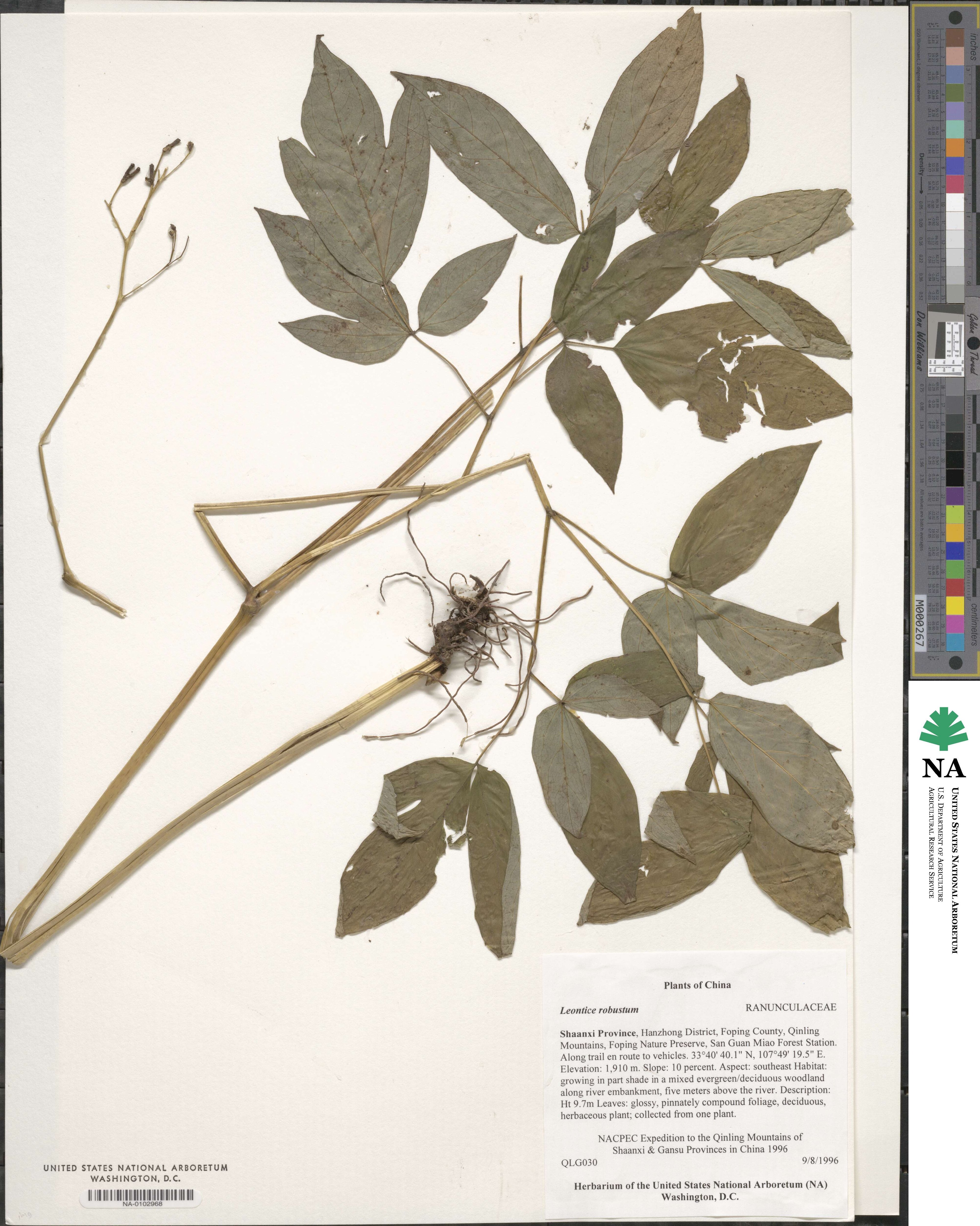 Caulophyllum robustum image