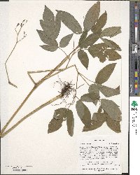 Caulophyllum robustum image