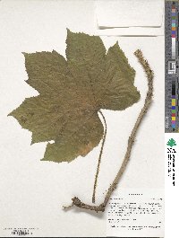 Oplopanax elatus image