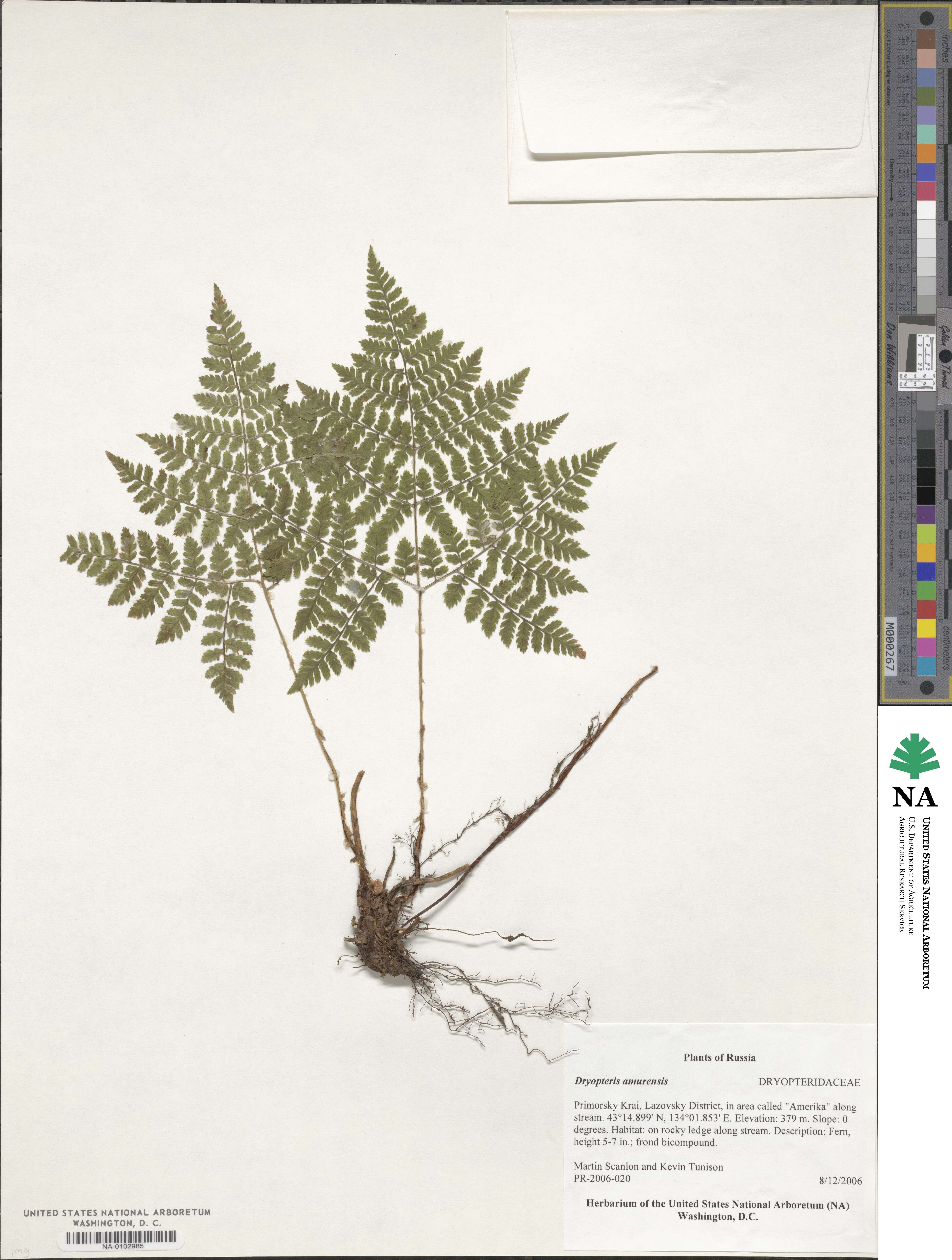 Dryopteris amurensis image