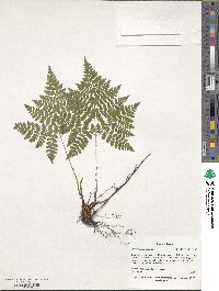 Dryopteris amurensis image