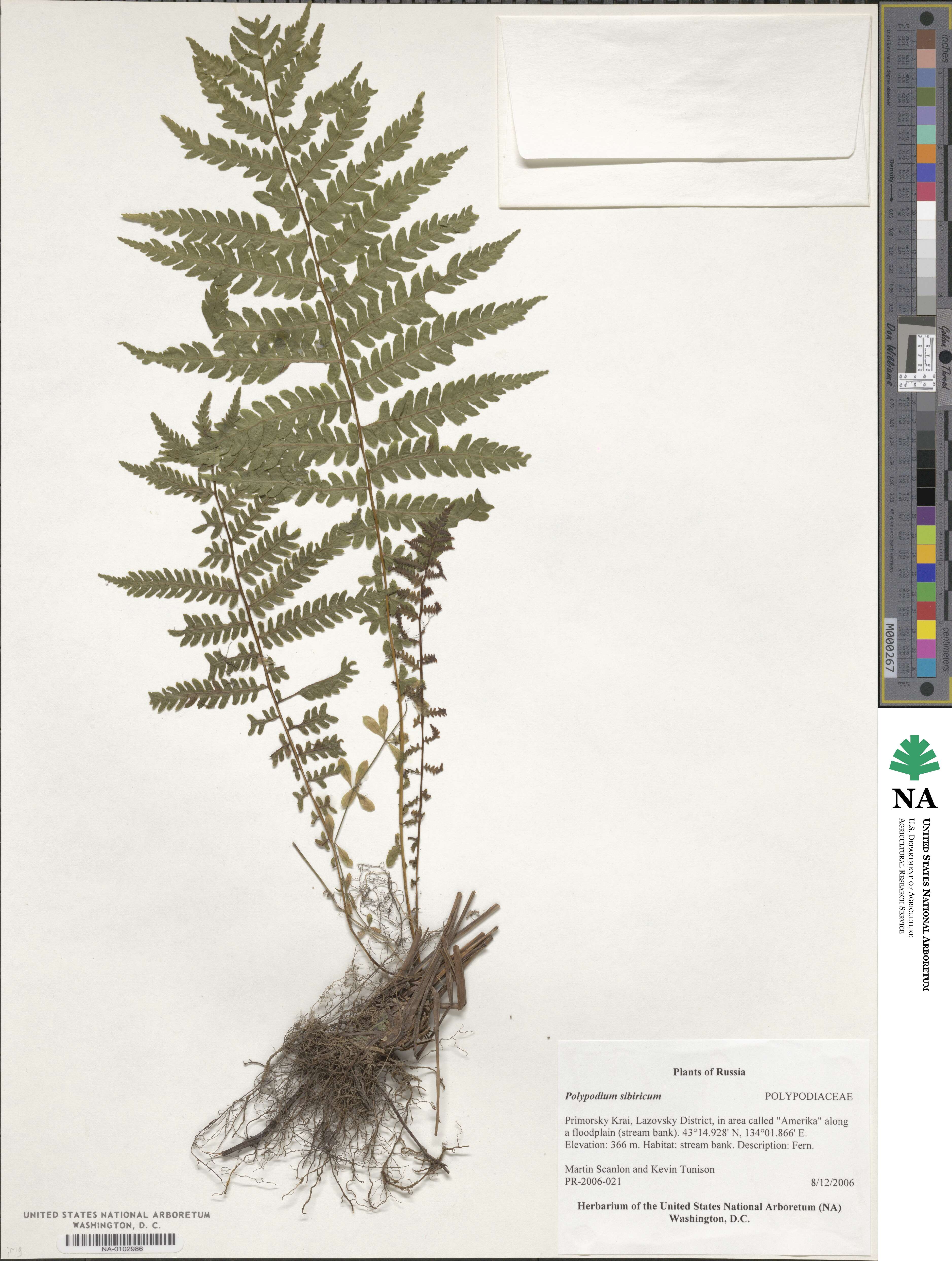 Polypodium sibiricum image