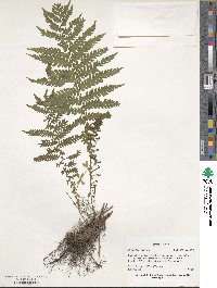 Polypodium sibiricum image