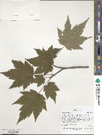 Acer ukurunduense image