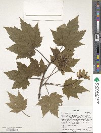 Acer ukurunduense image