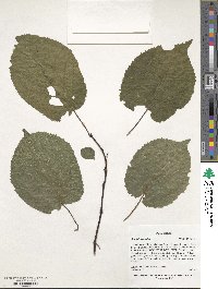 Actinidia kolomikta image