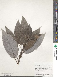 Salix cardiophylla image