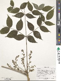 Aralia elata image