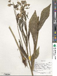 Aster spathulifolius image