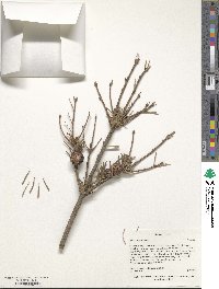 Abies sachalinensis image