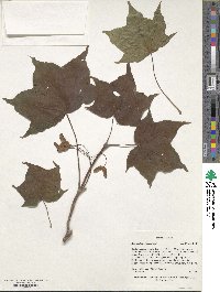 Acer pictum image